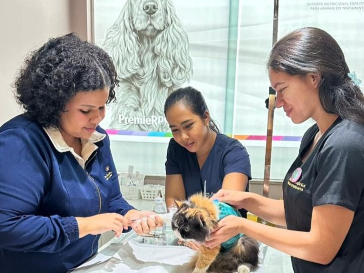 Equipe Vet Life cuidando de um gato em atendimento